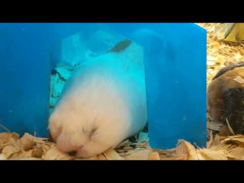 chunky dude in a little house