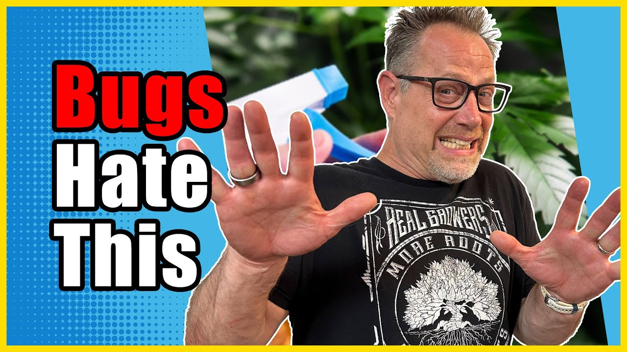 Protect YOur Cannabis Grow with THESE Three IPM Pest Management Tips