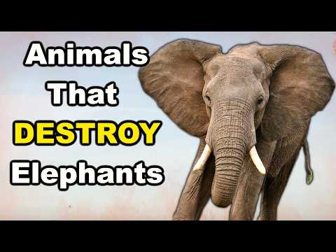 6 Animals That Could DESTROY An Elephant In A Fight