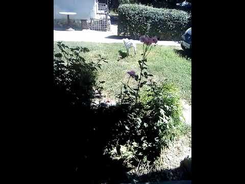 Albus, neastamparatul.