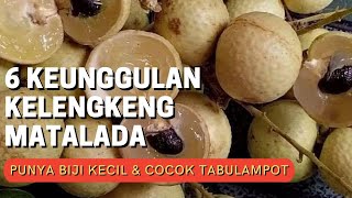 Download lagu 6 KEUNGGULAN KELENGKENG MATALADA I MEMILIKI UKURAN BIJI KECIL DAN COCOK UNTUK TABULAMPOT mp3 Download lagu 6 KEUNGGULAN KELENGKENG MATALADA I MEMILIKI UKURAN BIJI KECIL DAN COCOK UNTUK TABULAMPOT mp3