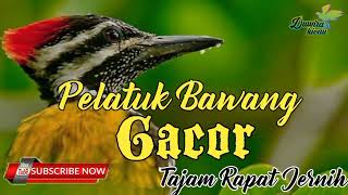 Download lagu Pelatuk Bawang Gacor, Masteran Pelatuk Speed Rapat mp3
