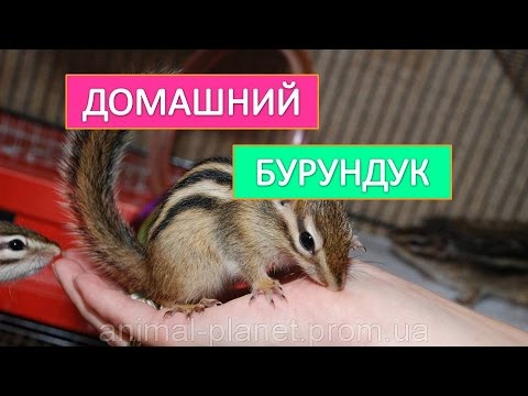 Домашний бурундук. Содержание бурундука в домашних условиях.