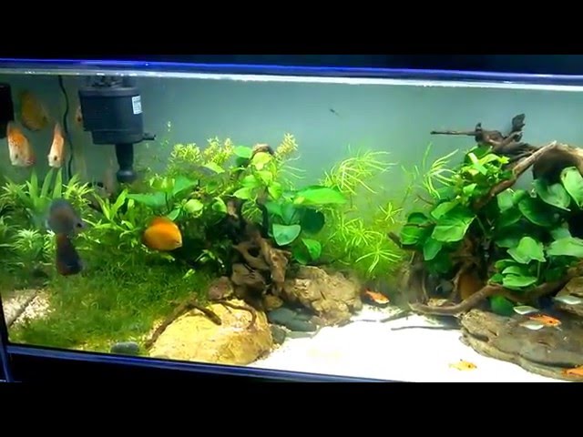 Discus Aquarium In Aquarium design India Chennai Spencer Plaza