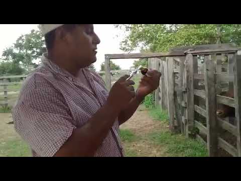 Closiver ADE B12 desparacitante y vitamina el ganado