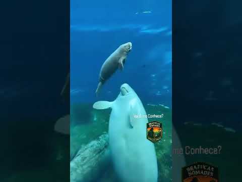 você  conhece estes gigantes gentis?