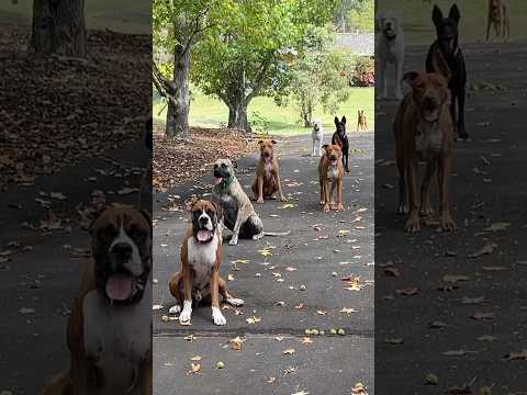 Working with Dad doing jobs around the farm … we love a ‘through’ #farmdogs