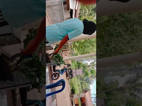 Monyet goyang gewer gewer