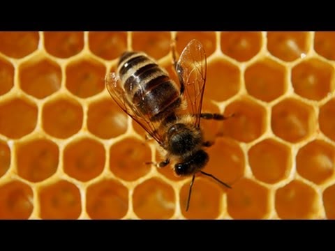 , title : 'Honigbiene - Trailer Schulfilm Biologie'