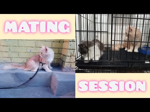 HOW TO MATE CATS || STUD SERVICE
