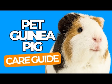 PET GUINEA PIG CARE 101 - Pet Guinea Pig Guide for Beginners