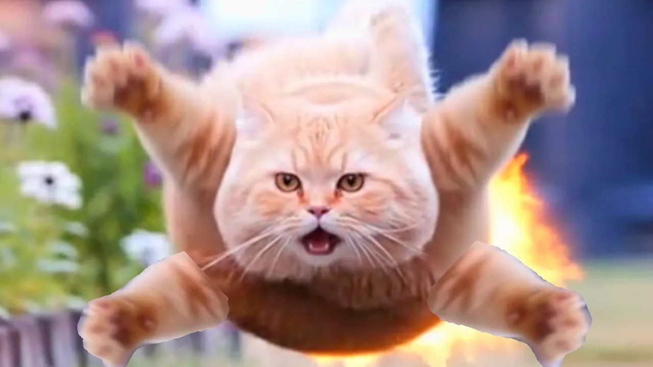 Spinning Cat meme but it's ruin by Ai Flying Cat