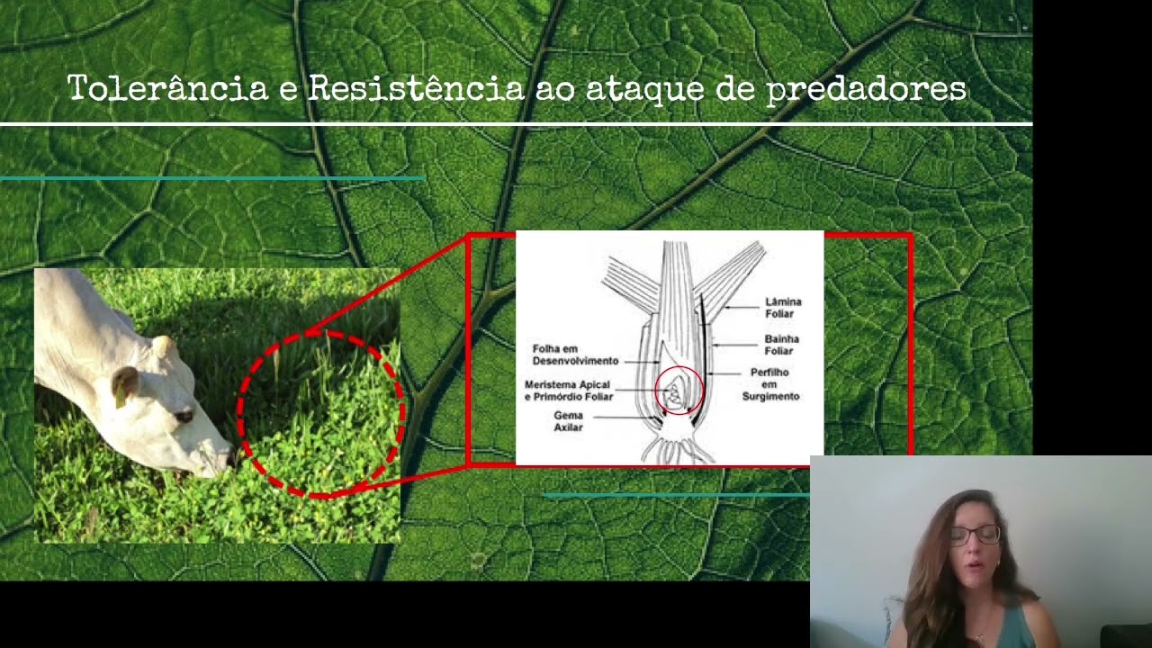 Ecologia: Predação, Detritívoros e Decompositores
