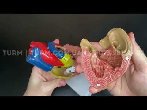 Модель сердца человека 1:1. Разборная модель сердца. - фото 1 - id-p2332552855