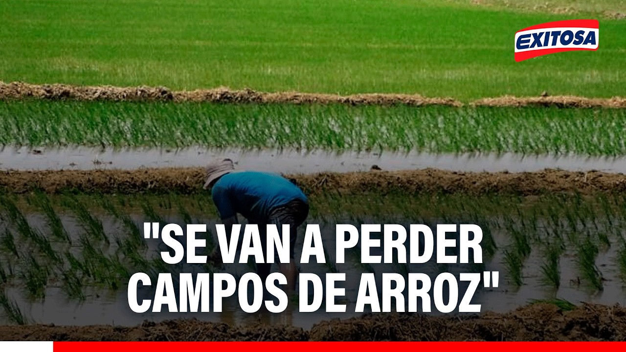 🔴🔵 Productores de arroz advierten que lluvias por El Niño podrían generar escasez del grano