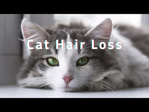cat hair loss causes and treatment