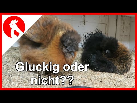047 Wie erkenne ich eine Glucke + Kükenpyramide - Jensman and the Huhns 🐔🐣