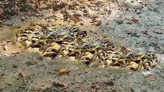 Download lagu Dry Season!! Many Catfish Trapped in Dry Swamps. mp3