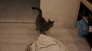 приколы с кошками до слёз #приколы с животными #приколы с кошками