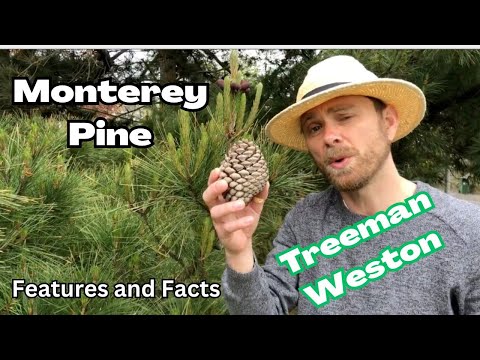 Monterey Pine (Pinus radiata) Identification and Facts