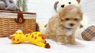 ハーフ犬の動画02