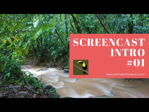 Animals of Costa Rica video thumbnail