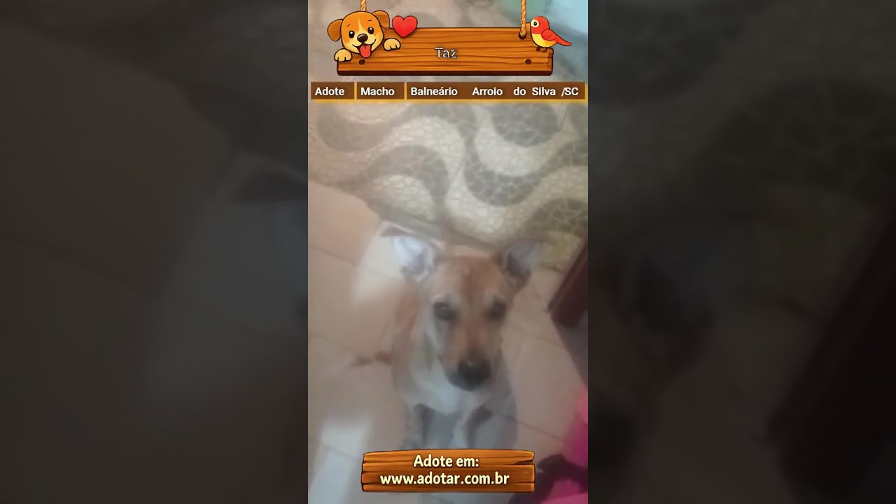 Cachorro raça SRD-ViraLata idade 1 ano nome Taz