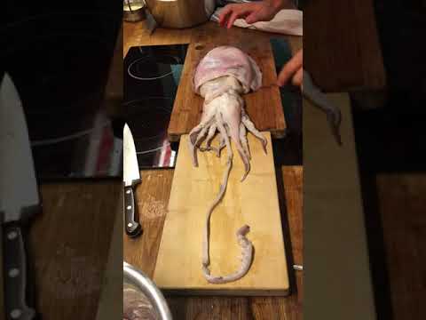 Sepia officinalis - Tintenfisch Verarbeitung Homöopathie