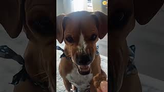 Download lagu Dogs can whisper 🐶🐶 #youtube #funny #dog #happy mp3