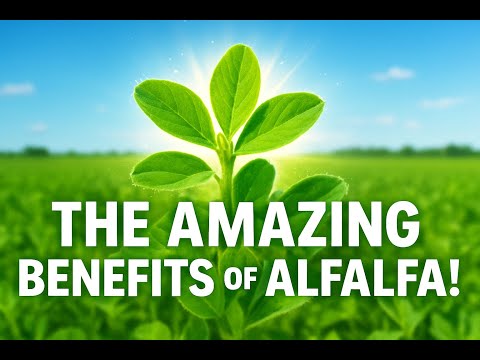 The Amazing Benefits of Alfalfa!