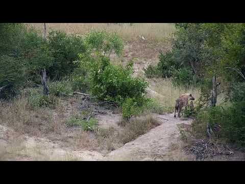Djuma: Lone Hyena on walkabout gets quick drink - 07:38 - 03/28/19