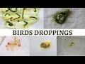 Birds Droppings @Feathershood #WorthWatching #Poop know your birds condition by seeing their poop!