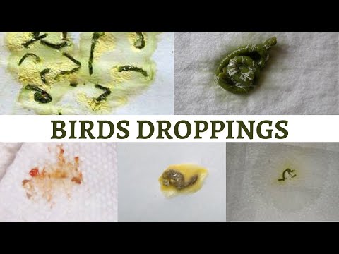YouTube video about: Why does my bird poop in his water?