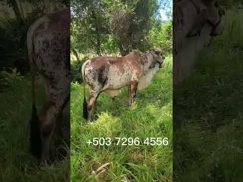 Toro disponible en Osicala, Morazán, sábado 25 de julio 2026