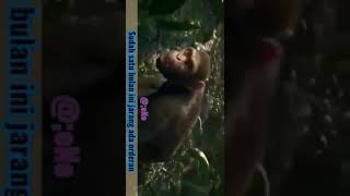 Download lagu Status WA monyet joget mp3 Download lagu Status WA monyet joget mp3