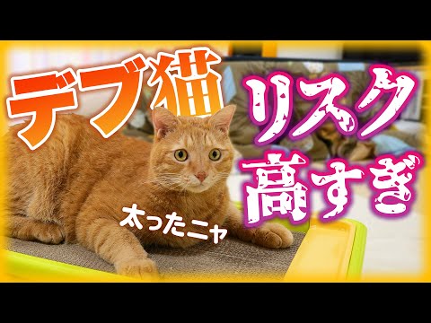 太りすぎた猫:猫の肥満についてはどうすればよいでしょうか?
