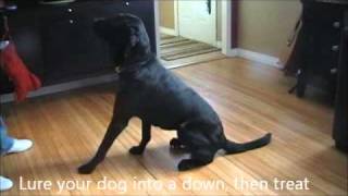 How to Stop Your Dog From Barking at The Door