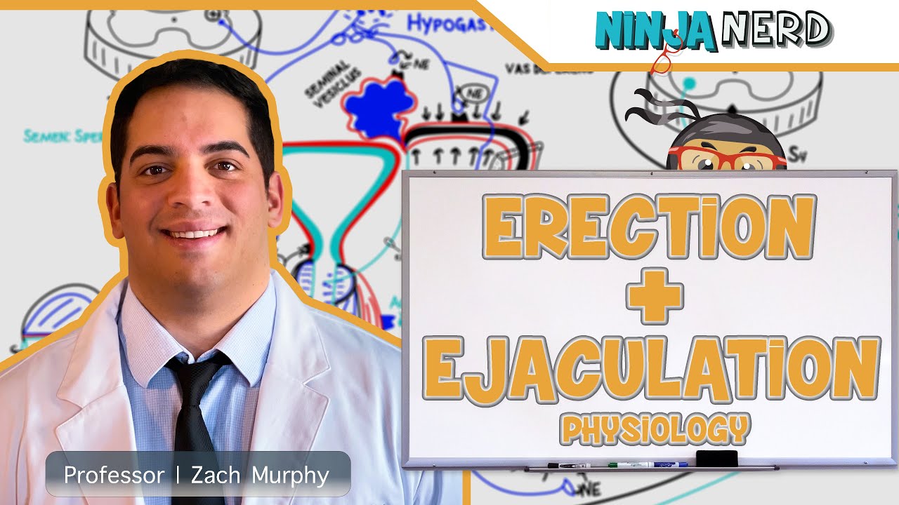 Male Reproductive System | Erection & Ejaculation