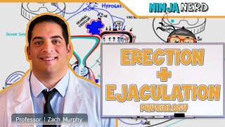 Male Reproductive System | Erection & Ejaculation