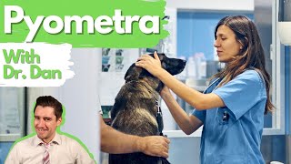 Dog pyometra infected uterus.  Dr. Dan explains.