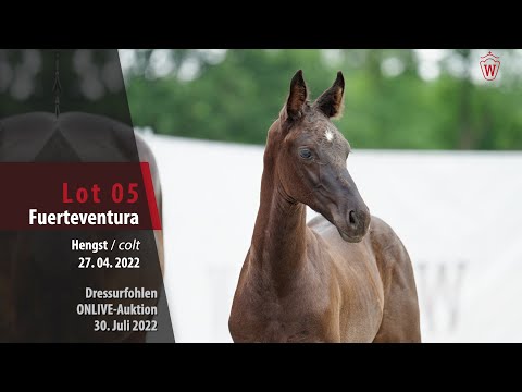 OnLive-Auktion Lot 05 Fuerteventura Hengst v. Fürst Belissaro - Quasar de Charry