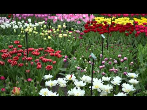 Koekenhof-Hollandia.m4v