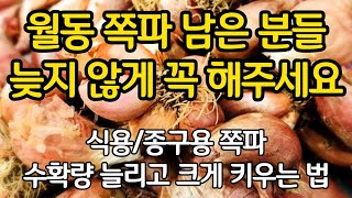 월동 쪽파 남은 분들 늦지 않게 꼭 이렇게 해 주세요. 식용, 종구용 쪽파 꼭 해줄 일들.(수확량 늘리고 종…
