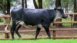 LOTE 17 - PALOTA FIV MIAMI VALINHOS (6108-CN)