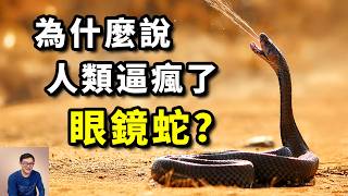 【蛇年必看】眼鏡蛇噴射毒液，竟是為了對付人類！超級毒液讓人類變得更強？最致命毒蛇大揭秘【老肉雜談】#動物 #蛇 #蛇年 #眼鏡蛇 #生物