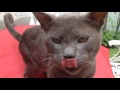 Inspiration Stewie the talking Russian Blue cat, Video Russian Blue Cats Talking paling heboh!
