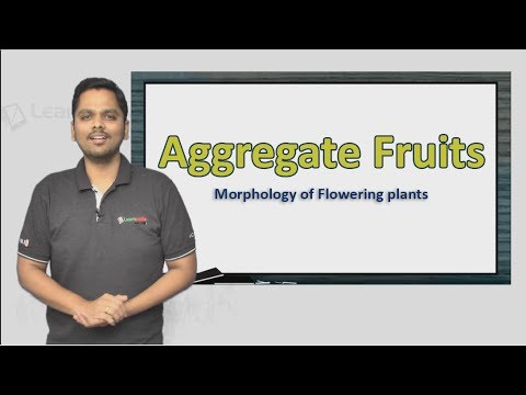 download lagu mp3 mp4 Aggregate Berries, download lagu Aggregate Berries gratis, unduh video klip Aggregate Berries