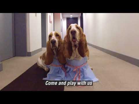the shining + basset hounds