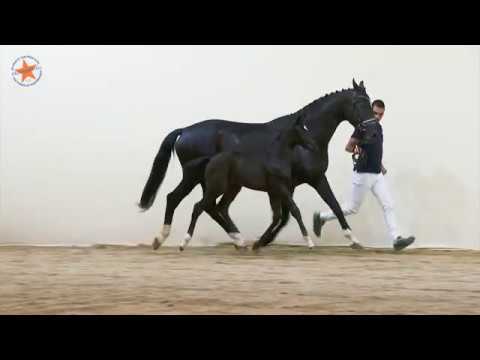 46. Ochanthia BH (Kingston x Sir Donnerhall) - www.prinsjesdag.eu