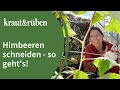 Cutting Raspberries With This Trick It Doesn T Matter Whether They Are Summer Or Autumn Raspbe